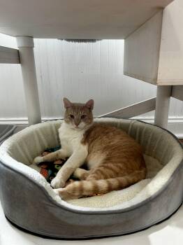 Rescue Domestic Medium Hair Cats for Adoption in Cape May, New Jersey - Rocket | PetCurious