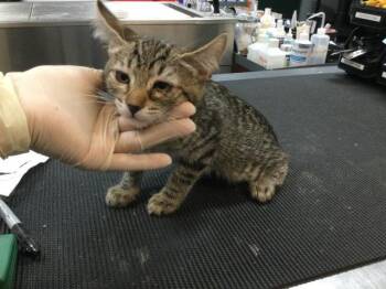 Domestic Short Hair Cats Available for Adoption in Thousand Palms, California - A1918925 | PetCurious