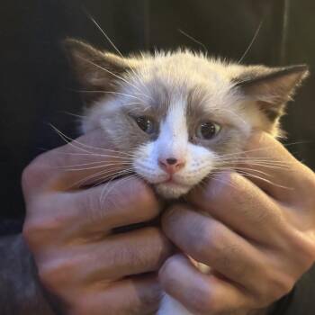 Siamese Cats Available for Adoption in Long Beach, California - Hokey Pokey | PetCurious