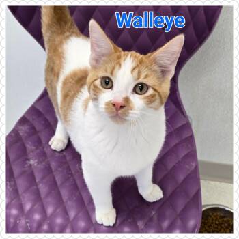 Rescue Domestic Short Hair Cats for Adoption in North Saint Paul, Minnesota - Walleye | PetCurious