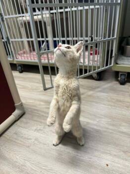 Joe Dirt -  Domestic Short Hair Cat for Adoption in Marion, Ohio - Joe Dirt | PetCurious