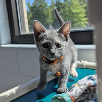 Wary -  Domestic Short Hair Cat for Adoption in Stafford, Virginia - Wary | PetCurious