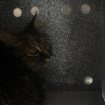 Leaflock -  Domestic Short Hair Cat for Adoption in Salt Lake City, Utah - Leaflock | PetCurious