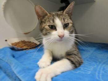Domestic Short Hair Cats Available for Adoption in Oklahoma City, Oklahoma - A472379 | PetCurious