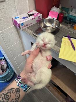 Ricin -  Siamese Cat for Adoption in Johnson City, Tennessee - Ricin | PetCurious