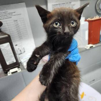 Redman -  Domestic Short Hair Cat Available for Adoption in Summerville, South Carolina - Redman | PetCurious