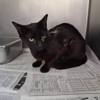Greta -  Domestic Short Hair Cat for Adoption in Auburn, Alabama - Greta | PetCurious