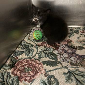 Domestic Short Hair Cats Available for Adoption in Elberon, Virginia - Ron | PetCurious