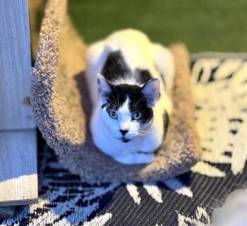 Domestic Short Hair Cats Available for Adoption in Gardena, California - Bugsy | PetCurious