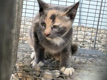 FOOTHILL 5 -  Domestic Short Hair Cat for Adoption in Rancho Cucamonga, California - FOOTHILL 5 | PetCurious