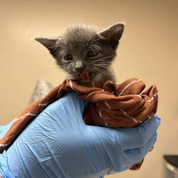 Tidus -  Domestic Short Hair Cat for Adoption in Tempe, Arizona - Tidus | PetCurious