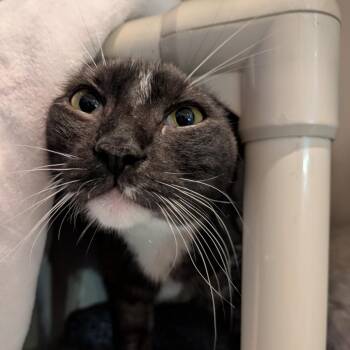 Domestic Short Hair Cats Available for Adoption in South Burlington, Vermont - Padfoot | PetCurious