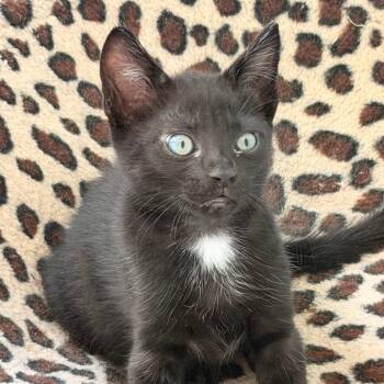 Mbappe -  Domestic Short Hair Cat for Adoption in Jupiter, Florida - Mbappe | PetCurious