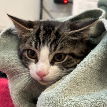 Rescue Domestic Short Hair Cats for Adoption in Gloucester, Virginia - Tom | PetCurious