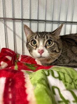 Domestic Short Hair Cats Available for Adoption - Alfred | PetCurious