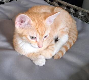 marmalade -  Tabby and Domestic Short Hair Cat for Adoption in San Jose, California - Marmalade | PetCurious