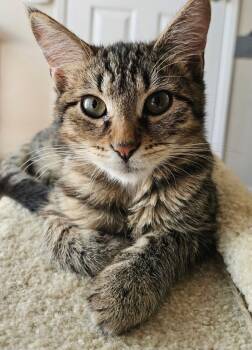 Rescue Domestic Short Hair Cats for Adoption in Novato, California - Rio & Rudy | PetCurious