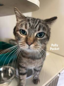 Rescue Domestic Short Hair Cats for Adoption in Windsor, Connecticut - Polly Pocket | PetCurious