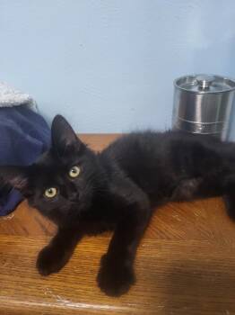 Delilah -  Domestic Short Hair Cat for Adoption in West Mifflin, Pennsylvania - Delilah | PetCurious