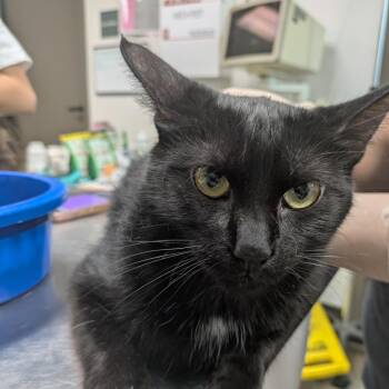 Matilda -  Domestic Short Hair Cat for Adoption in Hattiesburg, Mississippi - Matilda | PetCurious