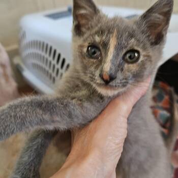 Stripe -  Domestic Short Hair Cat for Adoption in Dunkirk, New York - Stripe | PetCurious