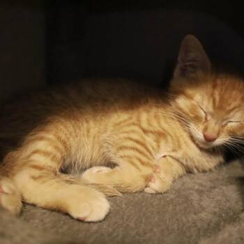Wenny -  Domestic Short Hair Cat for Adoption in Rochester, Minnesota - Wenny | PetCurious