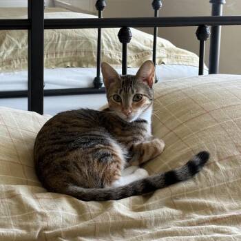 Aubrey - Chino Hills Location -  Domestic Short Hair Cat for Adoption in Chino Hills, California - Aubrey - Chino Hills Location | PetCurious