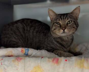 Mika -  Domestic Short Hair Cat for Adoption in Viroqua, Wisconsin - Mika | PetCurious