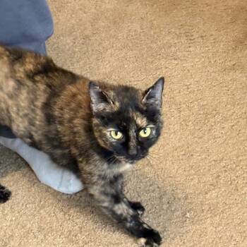 Rescue Domestic Short Hair Cats for Adoption in Columbia, Missouri - Derby | PetCurious