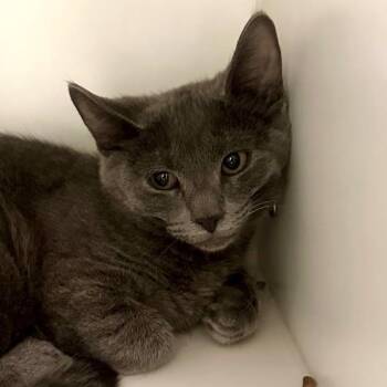Verstappen -  Domestic Short Hair Cat for Adoption in Walnut Creek, California - Verstappen | PetCurious