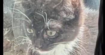 Teeter Aka Bootsie -  Domestic Short Hair Cat for Adoption in Virginia Beach, Virginia - Teeter Aka Bootsie | PetCurious