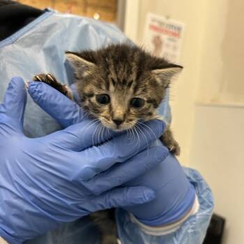 Twilight Zone -  Domestic Short Hair Cat for Adoption in Park City, Utah - Twilight Zone | PetCurious