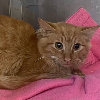 Rescue Domestic Medium Hair Cats for Adoption in Cumming, Georgia - Goldenrod | PetCurious