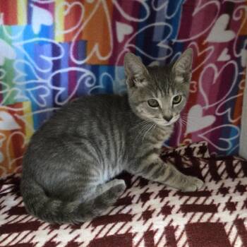 Tanzanite -  Domestic Short Hair Cat for Adoption - Tanzanite | PetCurious