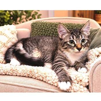 Nickolas -  Tabby Cat for Adoption in Millcreek, Utah - Nickolas | PetCurious
