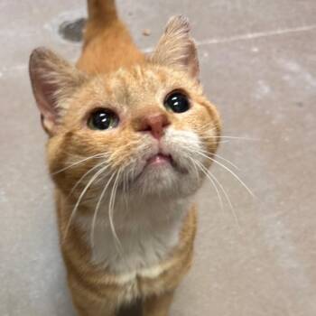 Timothy -  Domestic Short Hair Cat for Adoption in York, Pennsylvania - Timothy | PetCurious