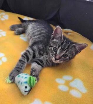 Goldberry (Mrs. Tom Bombadil) -  Domestic Short Hair Cat for Adoption in Marshall, North Carolina - Goldberry (Mrs. Tom Bombadil) | PetCurious