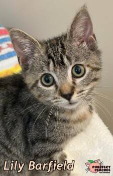 Rescue Domestic Short Hair Cats for Adoption in Douglasville, Georgia - Lily Barfield | PetCurious