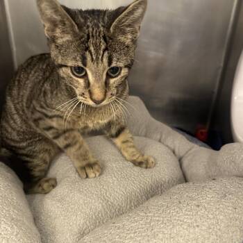 Thomas -  Domestic Short Hair Cat for Adoption in West Palm Beach, Florida - Thomas | PetCurious