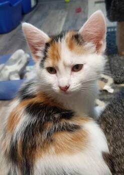 Domestic Short Hair Cats Available for Adoption in Webster City, Iowa - Bon Bon | PetCurious
