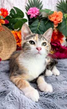 Chicken Nugget AKA Nuggie -  Domestic Short Hair and Calico Cat for Adoption in Ocean Springs, Mississippi - Chicken Nugget AKA Nuggie | PetCurious