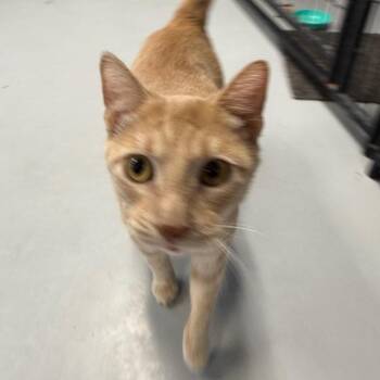 Pinky -  Domestic Short Hair Cat for Adoption in Carroll, Iowa - Pinky | PetCurious