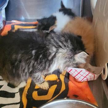 Twilight -  Domestic Short Hair Cat for Adoption in Evensville, Tennessee - Twilight | PetCurious