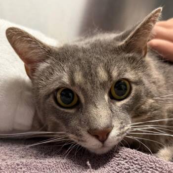 Smokey -  Domestic Short Hair Cat for Adoption in Providence, Rhode Island - Smokey | PetCurious