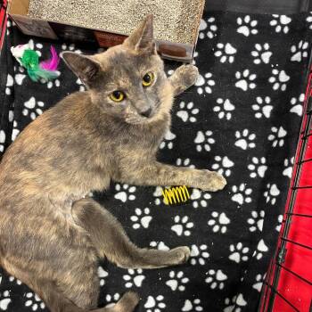Minerva -  Domestic Short Hair Cat for Adoption in NEW PT RICHEY, Florida - Minerva | PetCurious