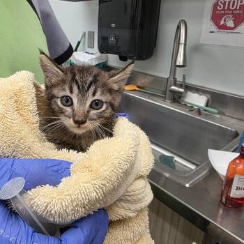 Barbie -  Domestic Short Hair Cat for Adoption in Chattanooga, Tennessee - Barbie | PetCurious