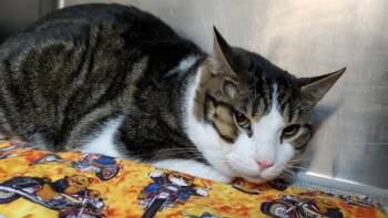 KIKI -  Domestic Short Hair Cat for Adoption in Aurora, Illinois - KIKI | PetCurious
