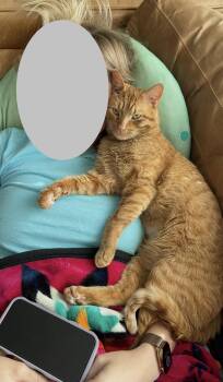 Cheeto -  Domestic Short Hair Cat for Adoption in Denver, Colorado - Cheeto | PetCurious