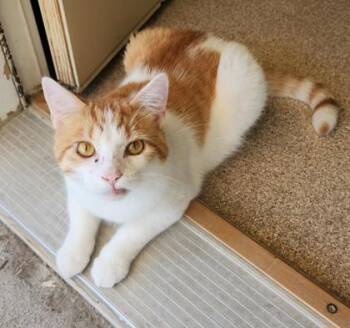 Peachy -  Domestic Short Hair and Tabby Cat for Adoption in Fairfield, Iowa - Peachy | PetCurious