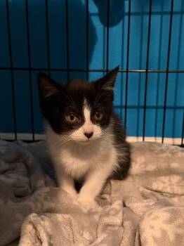Bobber -  Domestic Medium Hair Cat for Adoption in Grand Rapids, Michigan - Bobber | PetCurious